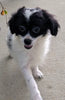 Shih-poo Puppy For Sale Millersburg OH -Female Sally