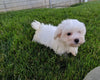 ACA Registered Maltese For Sale Millersburg OH Female-Abby