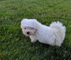 ACA Registered Maltese For Sale Millersburg OH Female-Abby