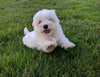 ACA Registered Maltese For Sale Millersburg OH Female-Abby