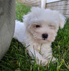 ACA Registered Maltese For Sale Millersburg OH Female-Abby