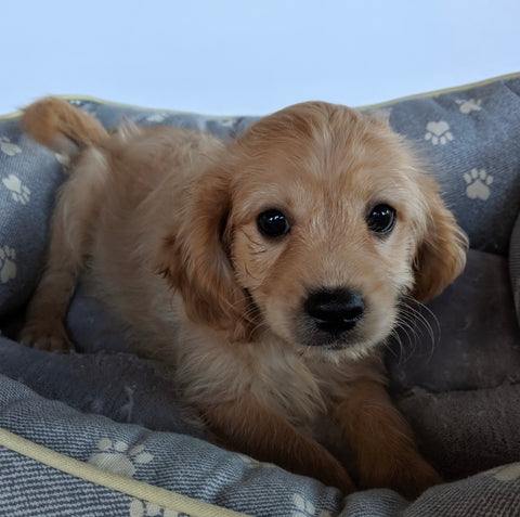 Cavachon For Sale Millersburg OH Male-Rascal