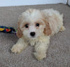 Cavachon For Sale Millersburg OH Male-Ricky