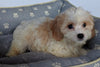Cavachon For Sale Millersburg OH Male-Ricky