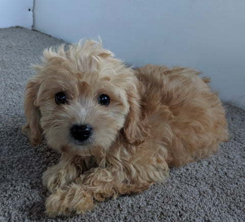 Cavachon For Sale Millersburg OH Male-Riley