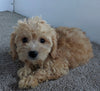 Cavachon For Sale Millersburg OH Male-Riley