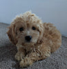 Cavachon For Sale Millersburg OH Male-Riley