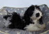 Cavachon For Sale Millersburg OH Male-Spencer