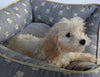 Cavachon For Sale Millersburg OH Male-Skip