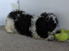 Cavachon For Sale Millersburg OH Male-Spotty