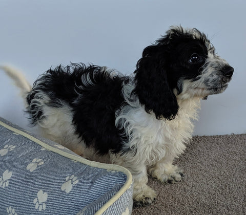 Cavachon For Sale Millersburg OH Male-Spotty