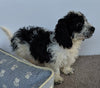 Cavachon For Sale Millersburg OH Male-Spotty