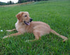 AKC Registered Golden Retriever For Sale Brinkhaven OH Male-Ranger