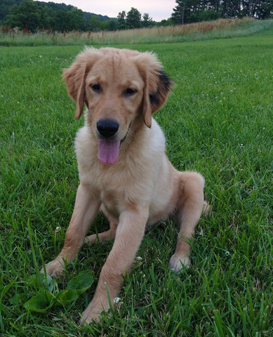 AKC Registered Golden Retriever For Sale Brinkhaven OH Male-Ranger