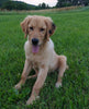 AKC Registered Golden Retriever For Sale Brinkhaven OH Male-Ranger