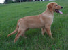 AKC Registered Golden Retriever For Sale Brinkhaven OH Male-Ranger