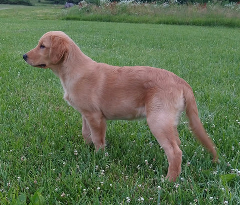 AKC Registered Golden Retriever For Sale Brinkhaven OH Male-Rascal