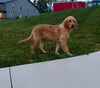 AKC Registered Golden Retriever For Sale Brinkhaven OH Male-Rascal