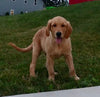 AKC Registered Golden Retriever For Sale Brinkhaven OH Male-Rascal