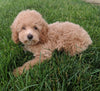 Mini Poodle For Sale Millersburg OH Male-Prince