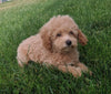 Mini Poodle For Sale Millersburg OH Male-Prince