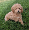 Mini Poodle For Sale Millersburg OH Male-Prince
