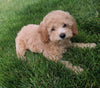 Mini Poodle For Sale Millersburg OH Female-Pearl