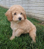Mini Poodle For Sale Millersburg OH Female-Pearl