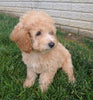 Mini Poodle For Sale Millersburg OH Female-Pearl