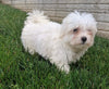ACA Registered Maltese For Sale Millersburg OH Male-Archie