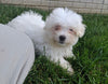 ACA Registered Maltese For Sale Millersburg OH Male-Archie
