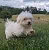 ACA Registered Maltese For Sale Millersburg OH Male-Archie