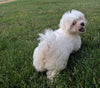 ACA Registered Maltese For Sale Millersburg OH Male-Archie