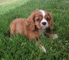 Cavapoo For Sale Millersburg OH Male-Grady