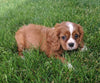 Cavapoo For Sale Millersburg OH Male-Grady