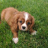 Cavapoo For Sale Millersburg OH Male-Grady