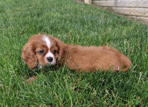 Cavapoo For Sale Millersburg OH Male-Grady