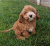 Cavapoo For Sale Millersburg OH Female-Hazel
