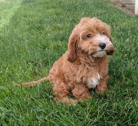 Cavapoo For Sale Millersburg OH Female-Hazel