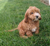 Cavapoo For Sale Millersburg OH Female-Hazel