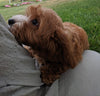 Cavapoo For Sale Millersburg OH Female-Hazel