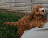 Cavapoo For Sale Millersburg OH Female-Hazel