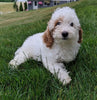 Cavapoo For Sale Millersburg OH Male-Hank