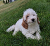 Cavapoo For Sale Millersburg OH Male-Hank