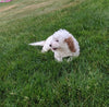 Cavapoo For Sale Millersburg OH Male-Hank