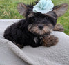 ACA Registered Yorkshire Terrier For Sale Millersburg OH Female-Zoey