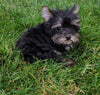 ACA Registered Yorkshire Terrier For Sale Millersburg OH Female-Zoey