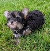 ACA Registered Yorkshire Terrier For Sale Millersburg OH Female-Zoey