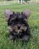 ACA Registered Yorkshire Terrier For Sale Millersburg OH Male-Zeke