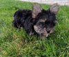 ACA Registered Yorkshire Terrier For Sale Millersburg OH Male-Zeke